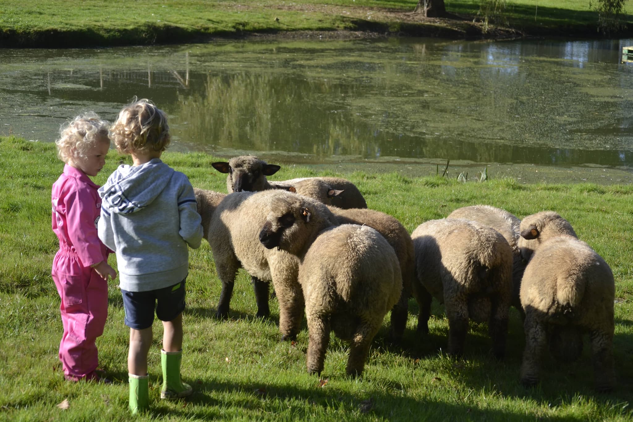 Kinderen verzorgen de dieren op de boerderij