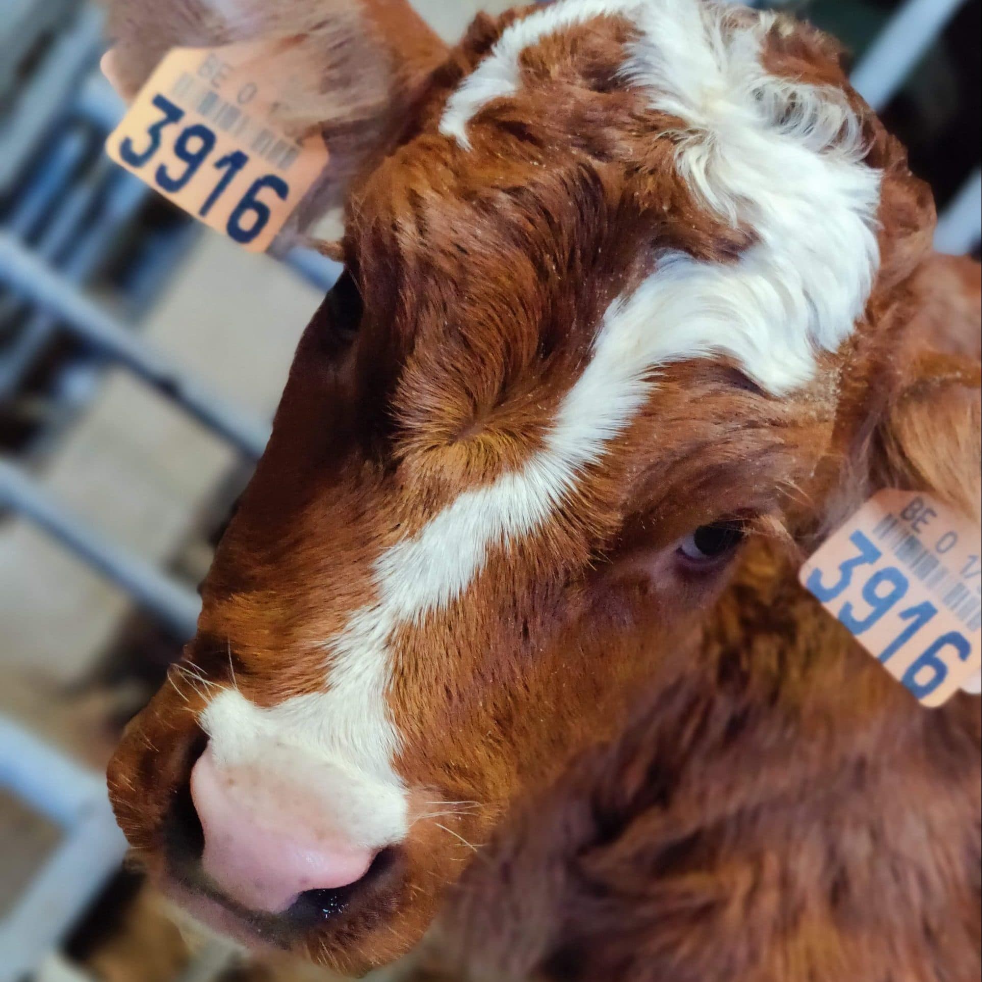 Boerderijdieren op Lianko