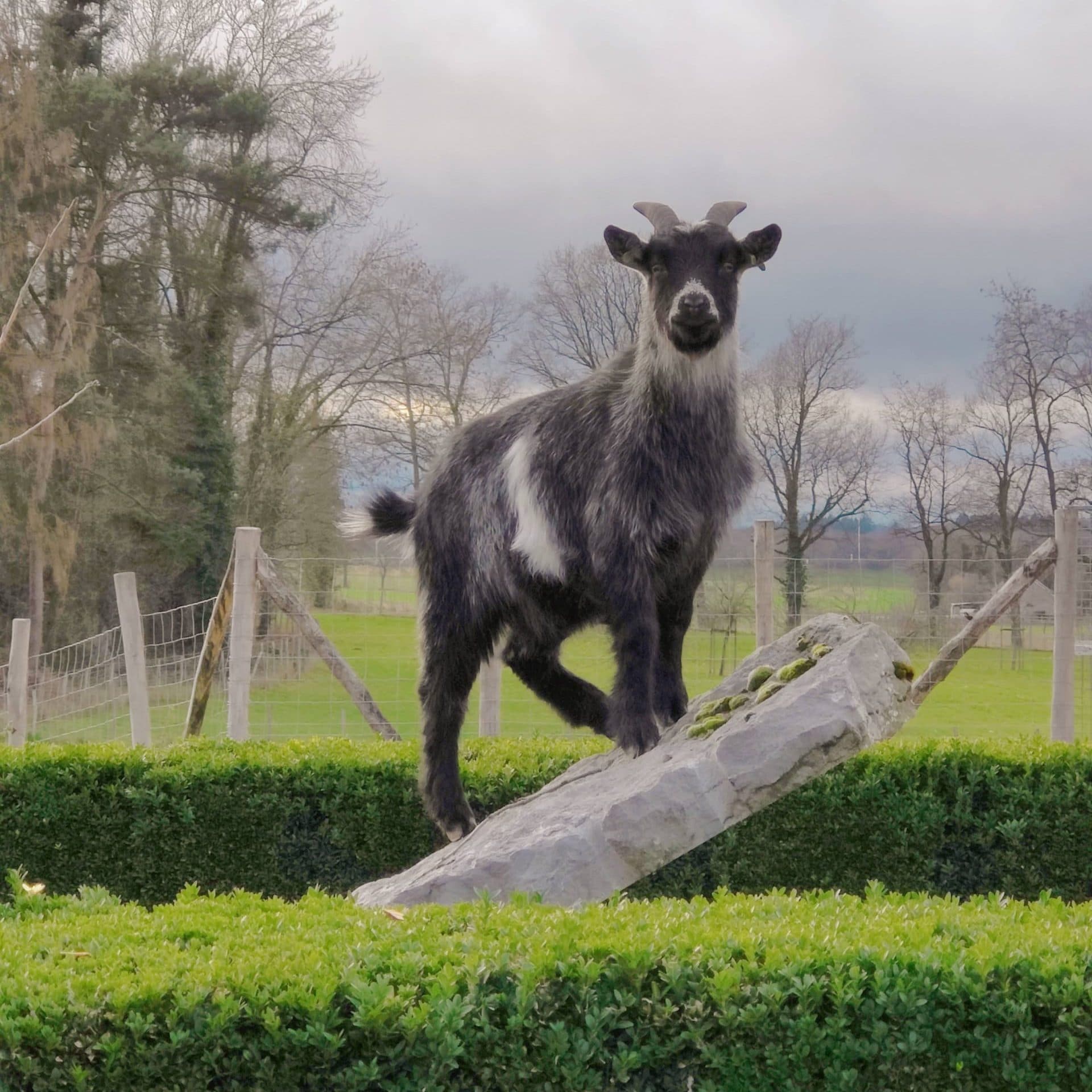 Dieren verzorgen op de boerderij