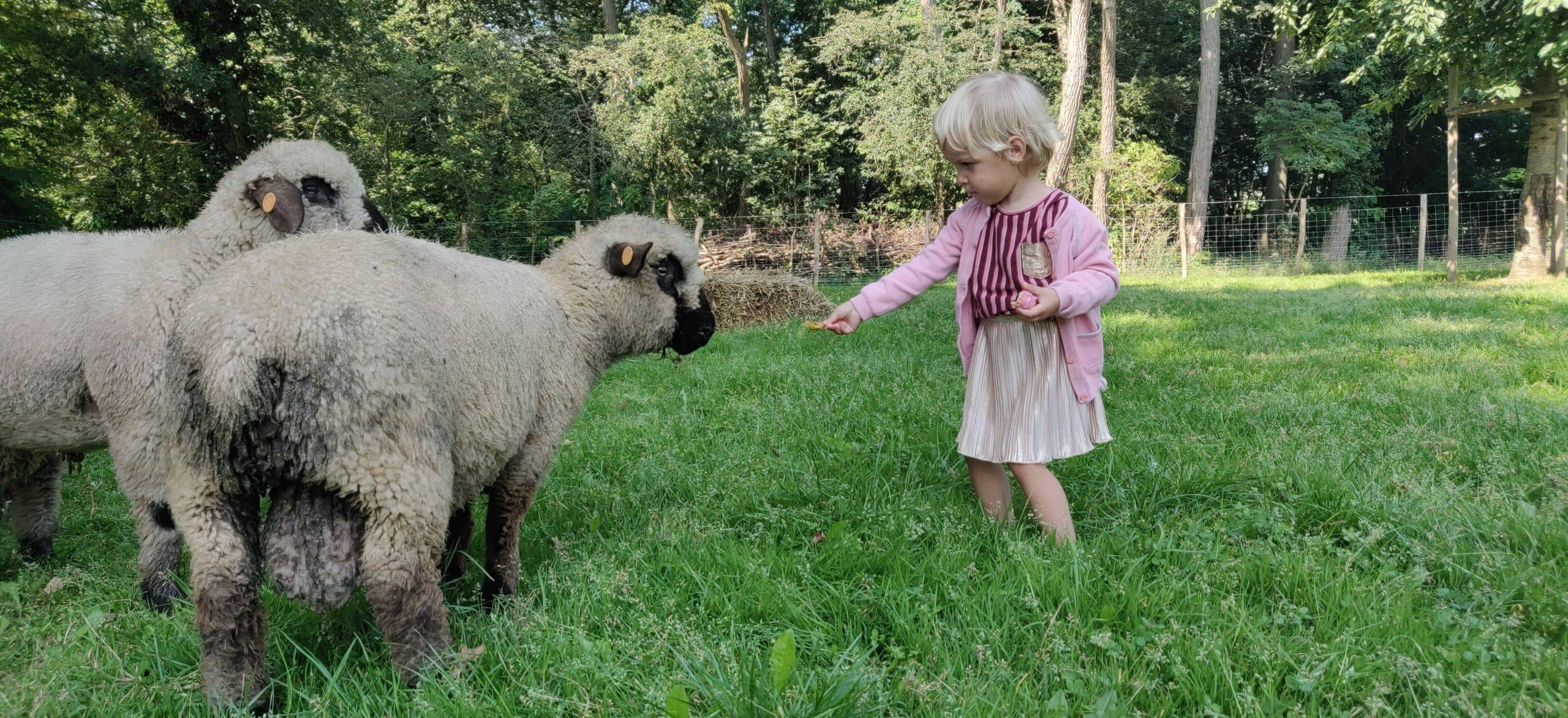 Boerderijbeleving voor kinderen