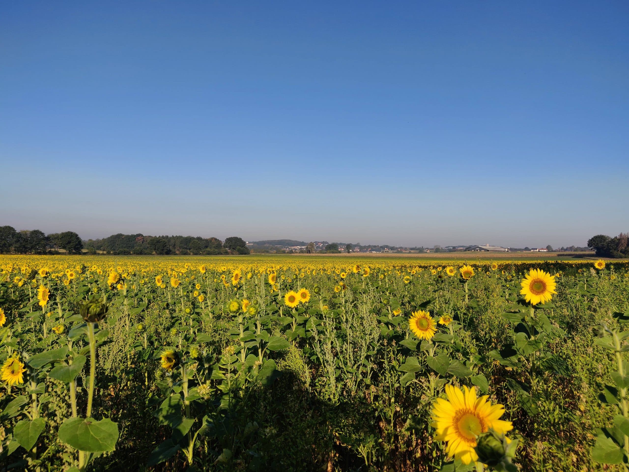 Sfeerbeeld van Lianko en de groene omgeving
